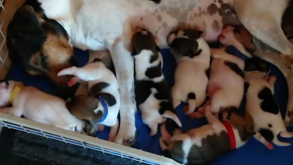 De La Comté D'Erébore - Jack Russell Terrier - Portée née le 29/07/2018