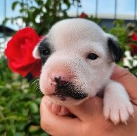 De La Comté D'Erébore - Jack Russell Terrier - Portée née le 31/05/2021
