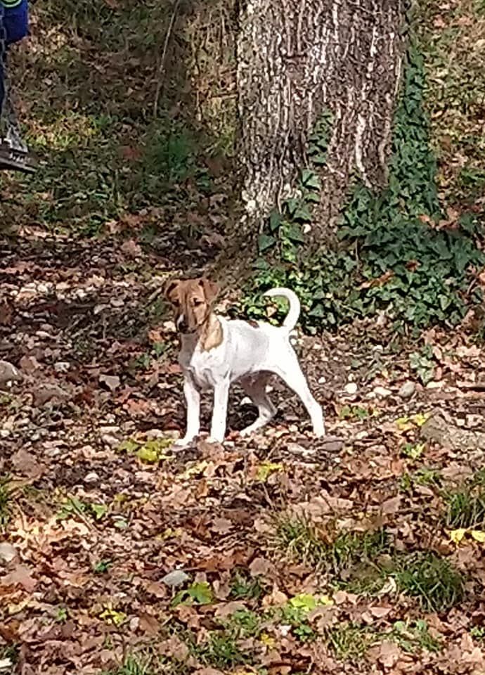 Chiot disponible à la vente