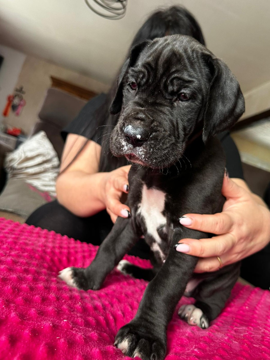 De La Comté D'Erébore - Chiots disponibles - Dogue allemand