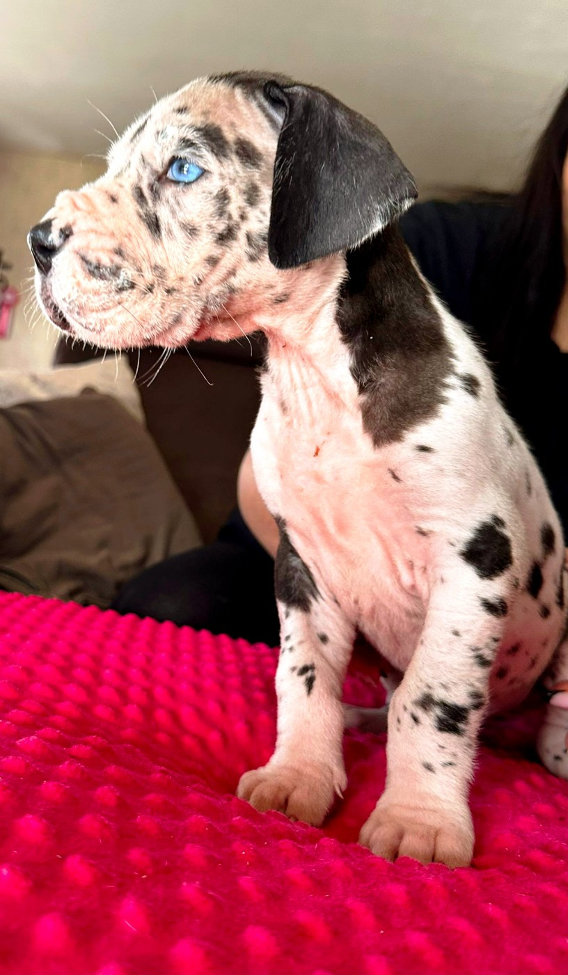 De La Comté D'Erébore - Chiots disponibles - Dogue allemand