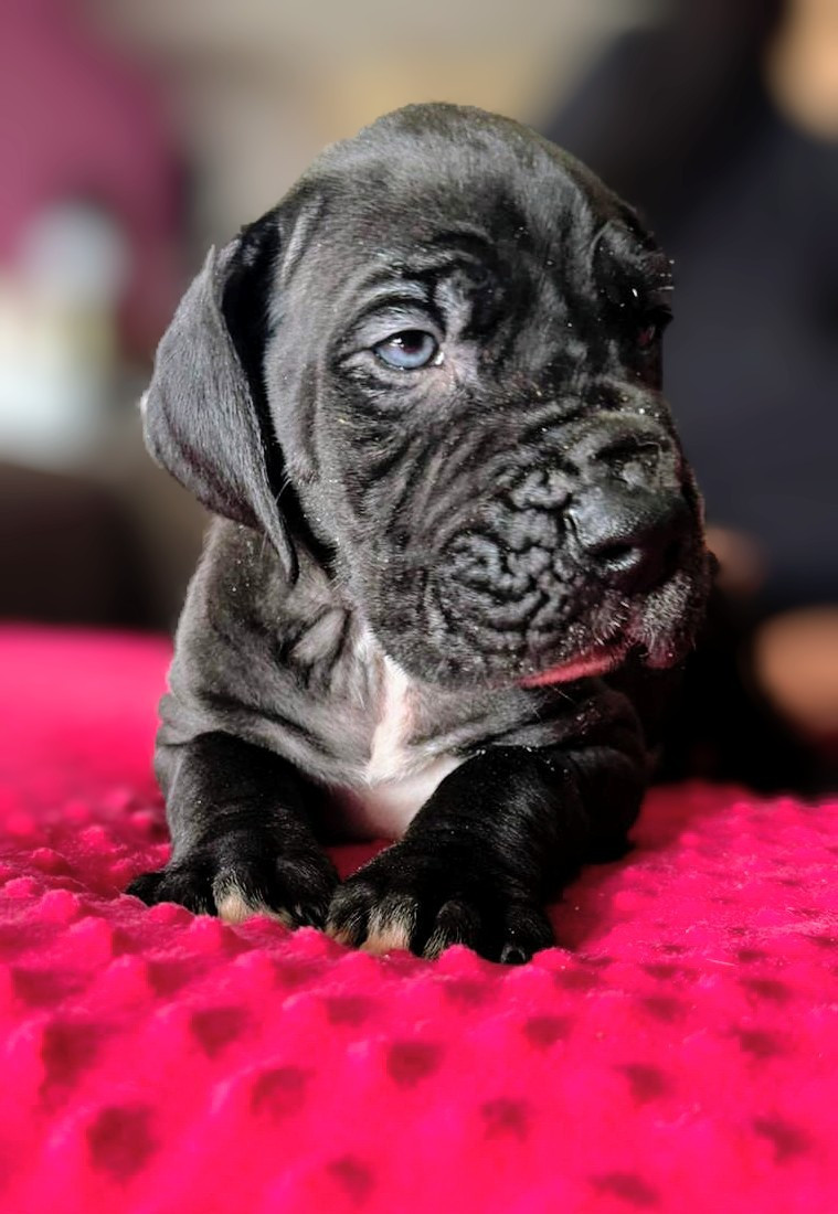 De La Comté D'Erébore - Chiots disponibles - Dogue allemand