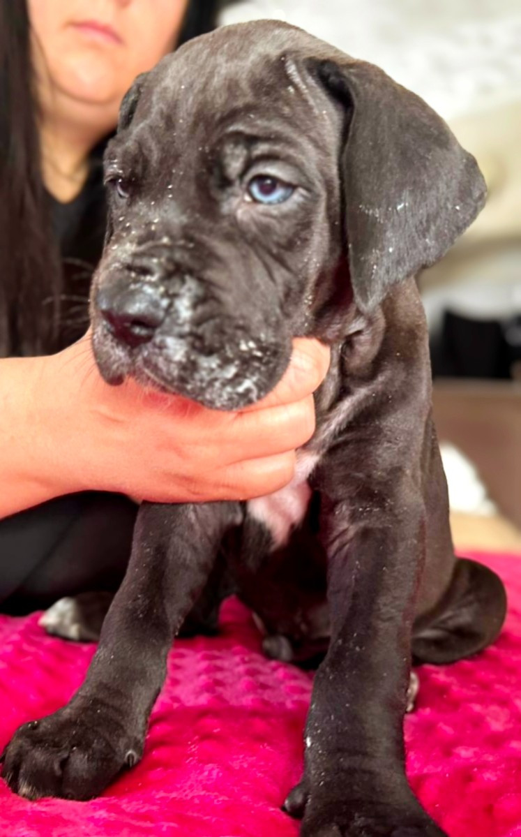 De La Comté D'Erébore - Chiots disponibles - Dogue allemand