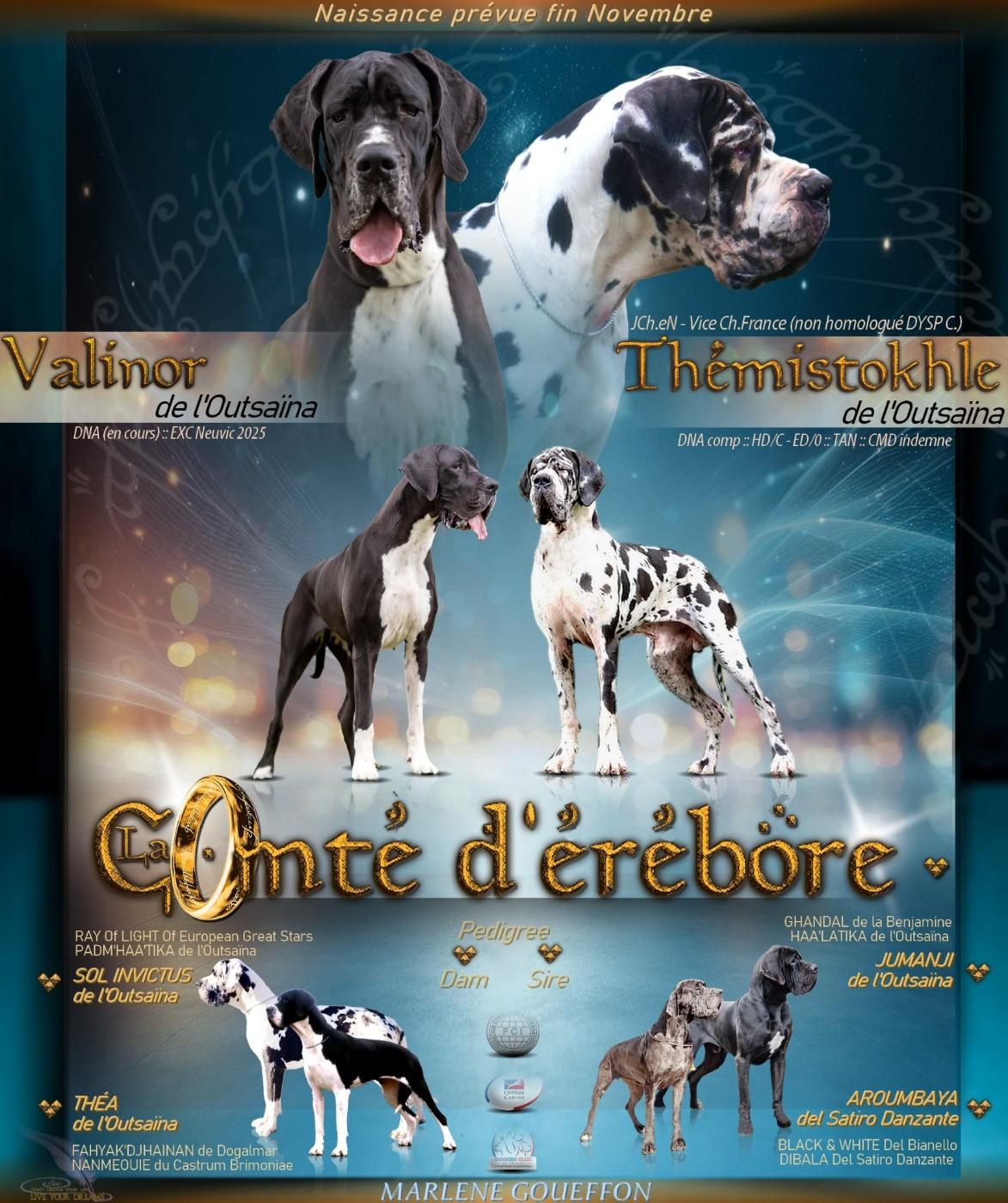Chiot Dogue allemand De La Comté D'Erébore