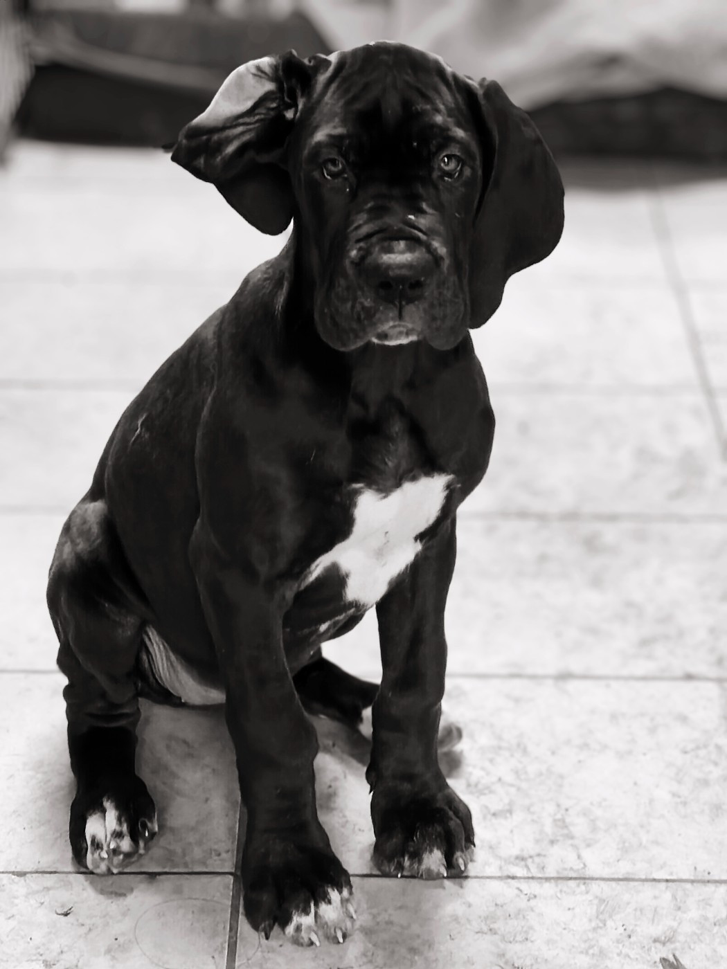 De La Comté D'Erébore - Chiots disponibles - Dogue allemand