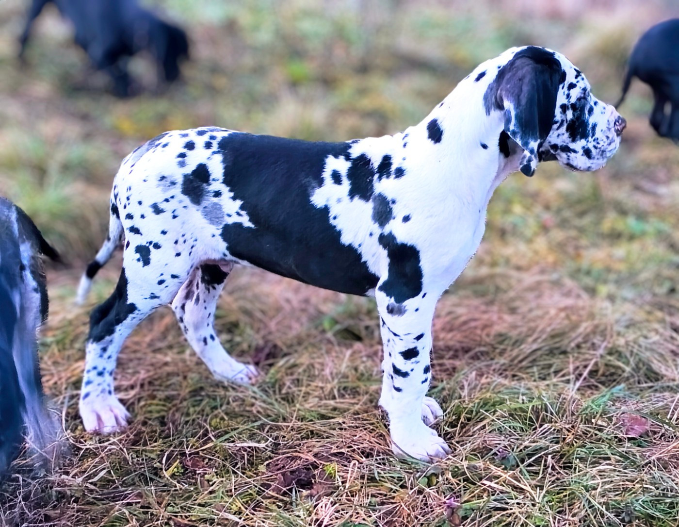 De La Comté D'Erébore - Chiots disponibles - Dogue allemand