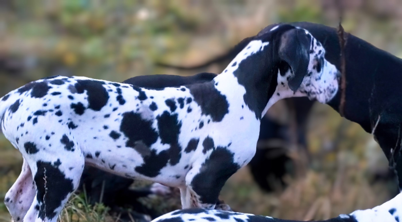 De La Comté D'Erébore - Chiots disponibles - Dogue allemand