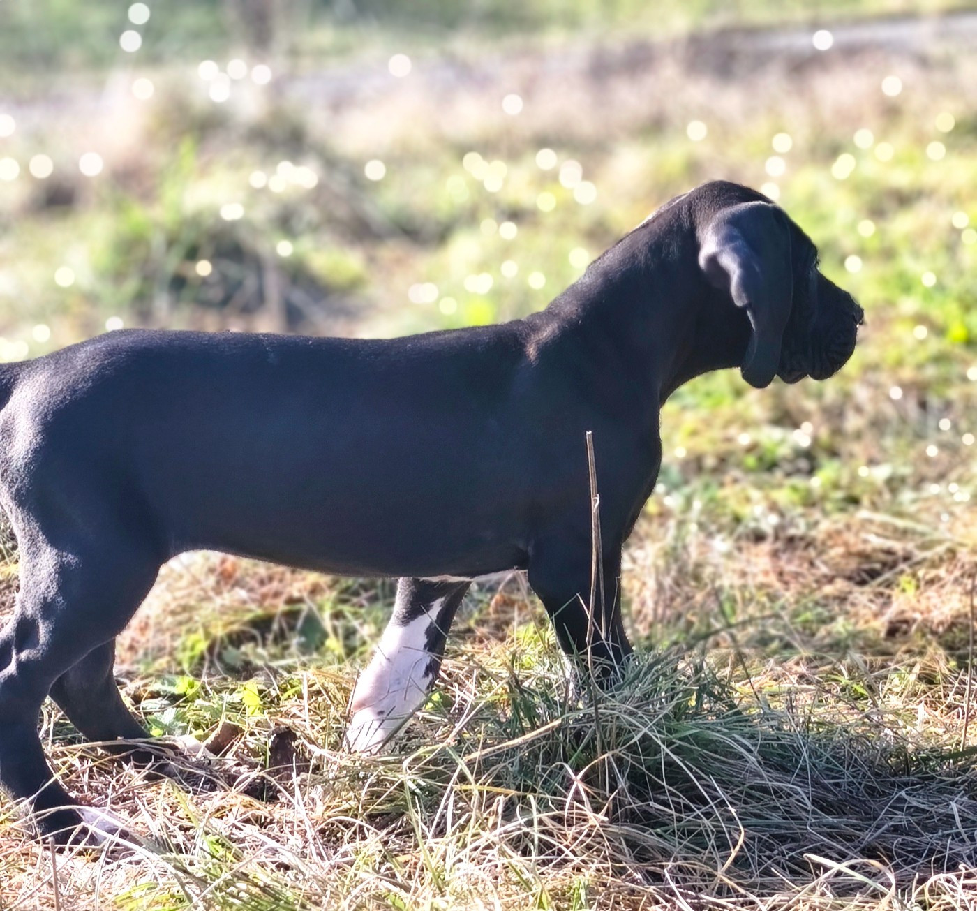 De La Comté D'Erébore - Chiots disponibles - Dogue allemand