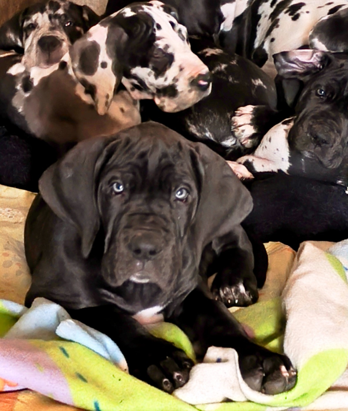 De La Comté D'Erébore - Chiots disponibles - Dogue allemand