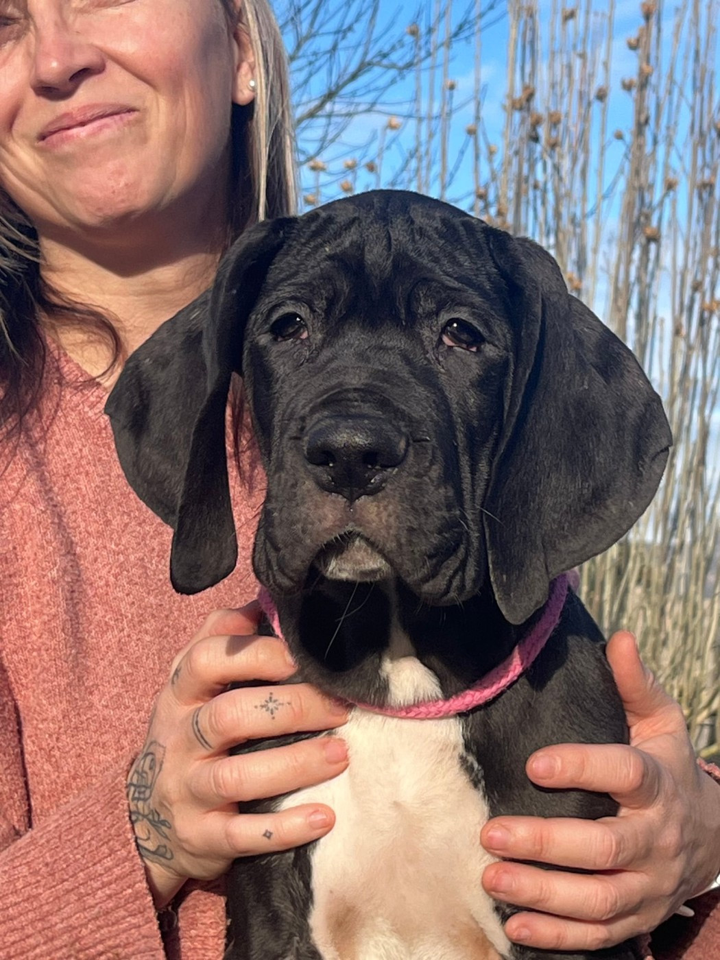 De La Comté D'Erébore - Chiots disponibles - Dogue allemand