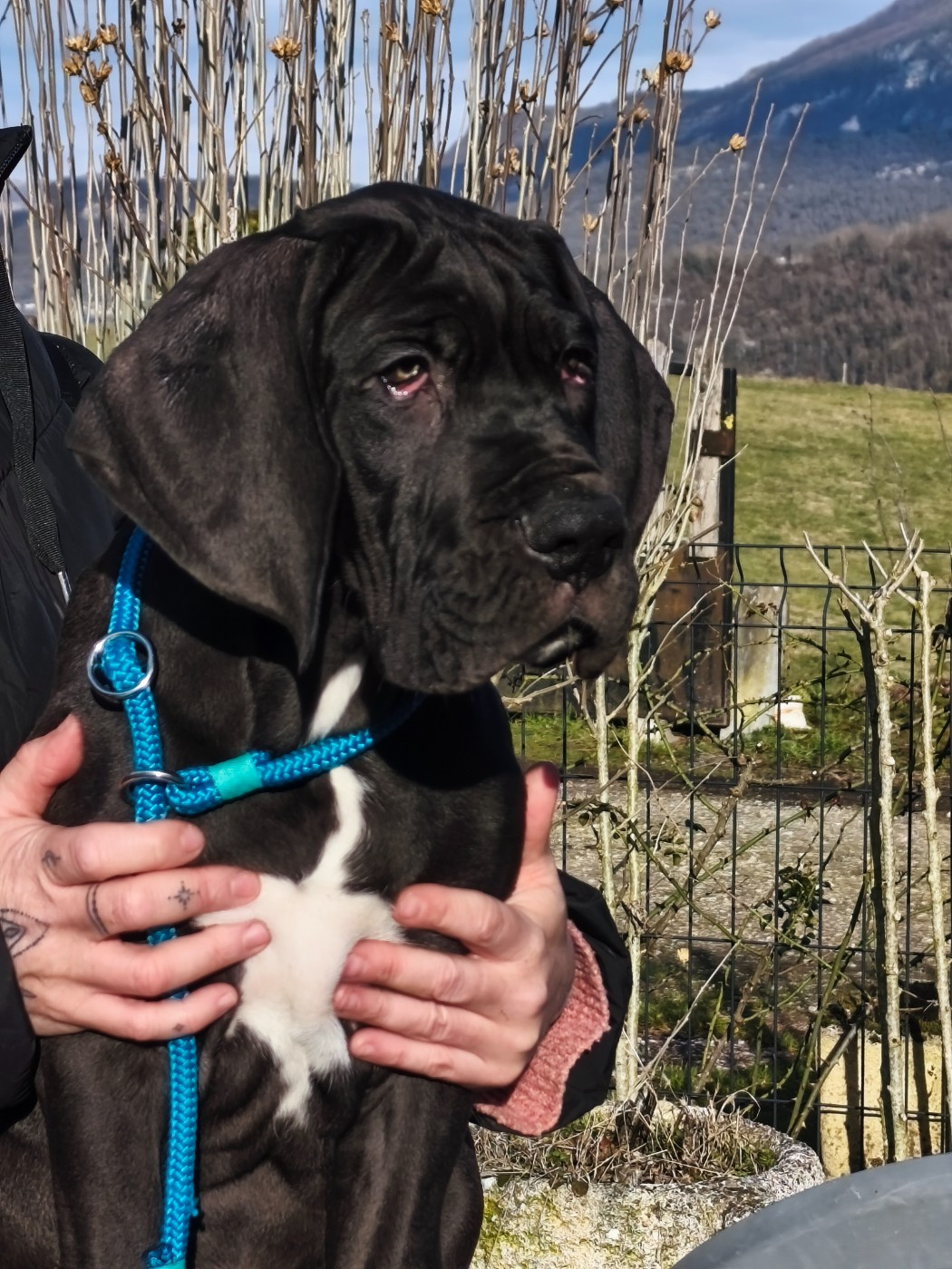 De La Comté D'Erébore - Chiots disponibles - Dogue allemand