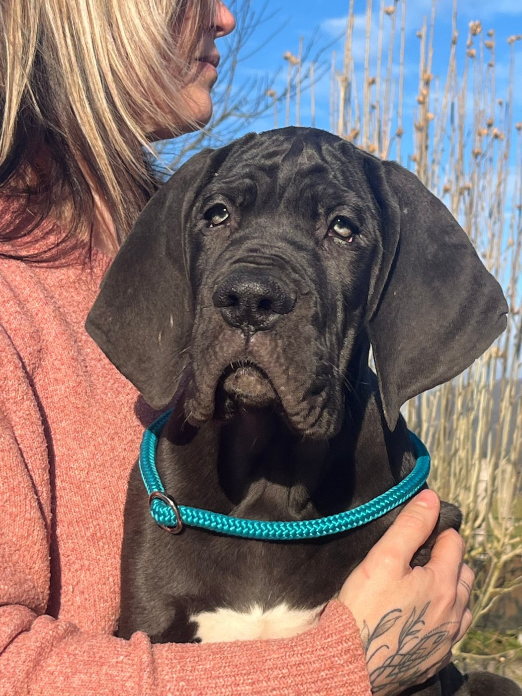 De La Comté D'Erébore - Chiots disponibles - Dogue allemand