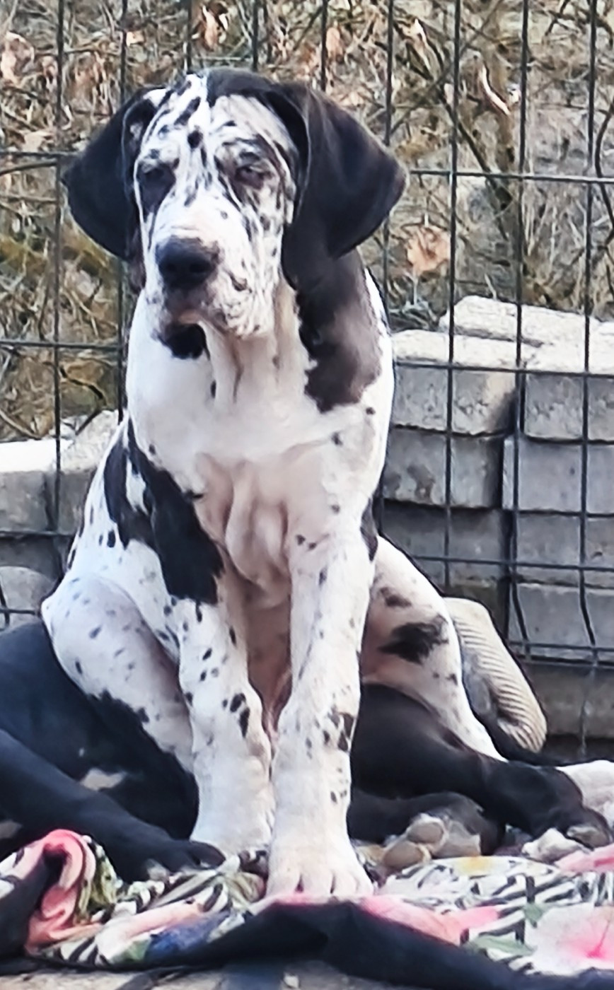 De La Comté D'Erébore - Chiots disponibles - Dogue allemand