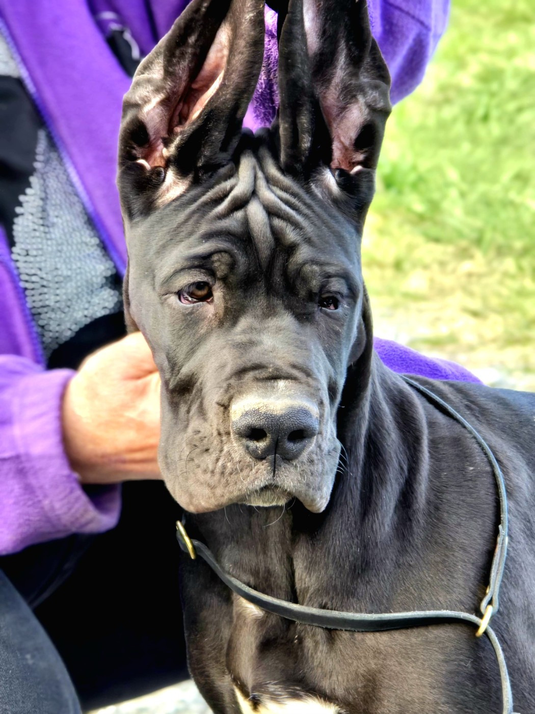 De La Comté D'Erébore - Chiots disponibles - Dogue allemand