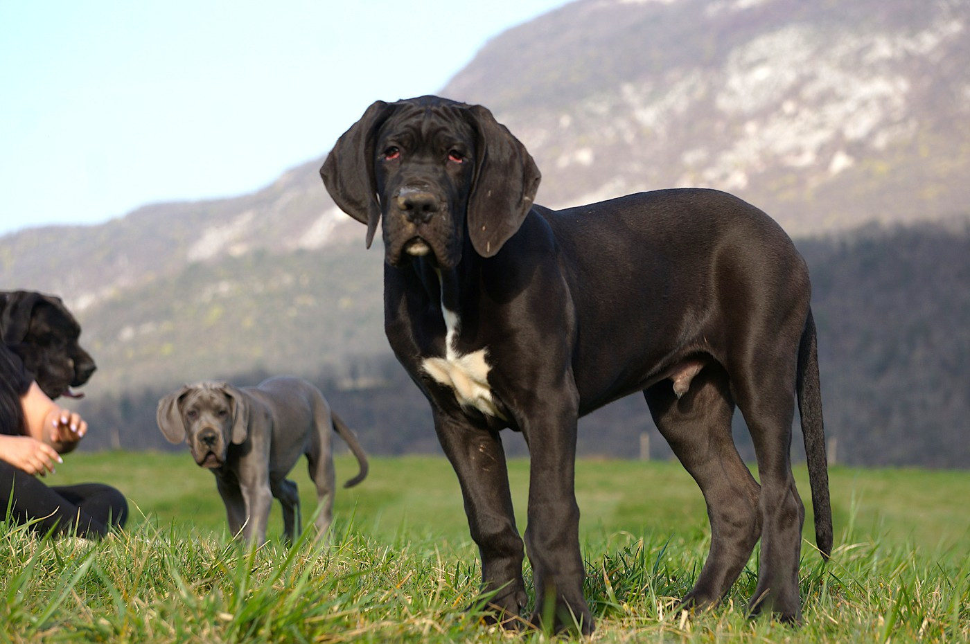 De La Comté D'Erébore - Chiots disponibles - Dogue allemand