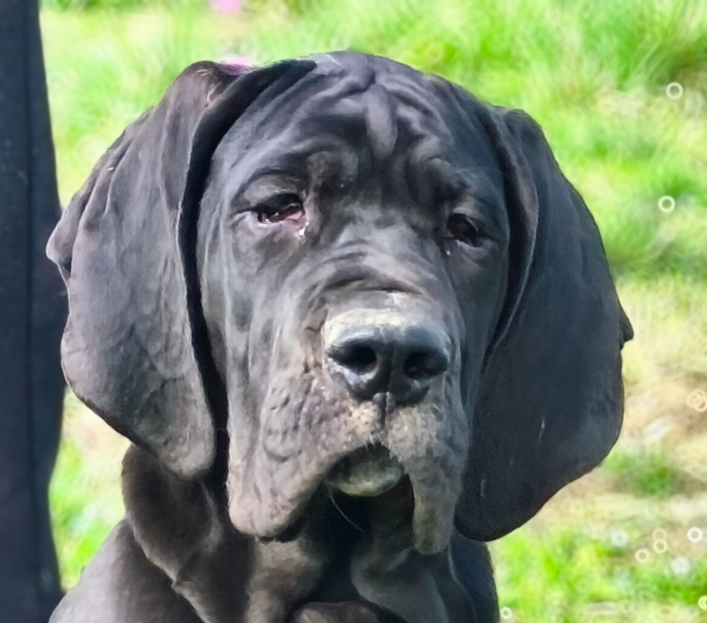 De La Comté D'Erébore - Chiots disponibles - Dogue allemand