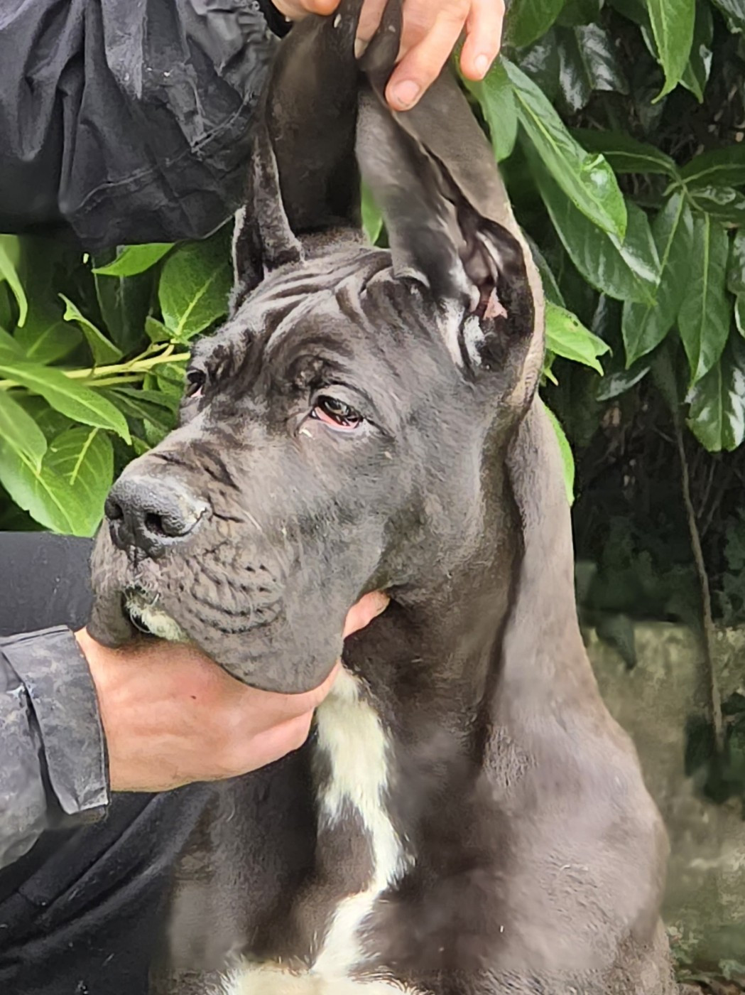 De La Comté D'Erébore - Chiots disponibles - Dogue allemand